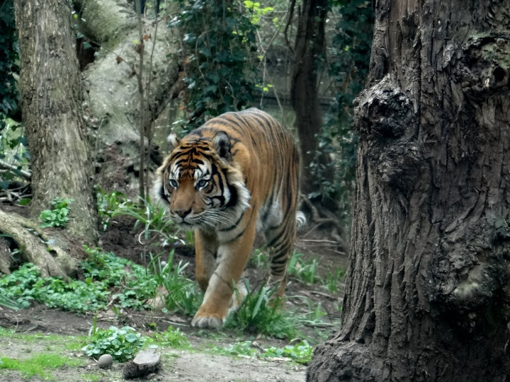 Panthera tigris sumatrae
