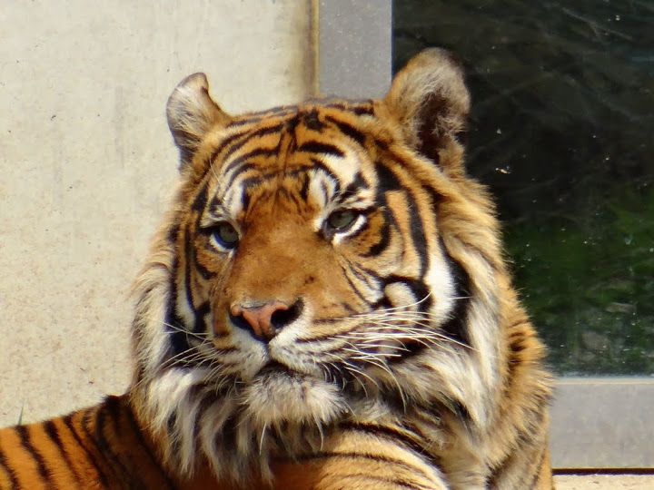 Panthera tigris sumatrae