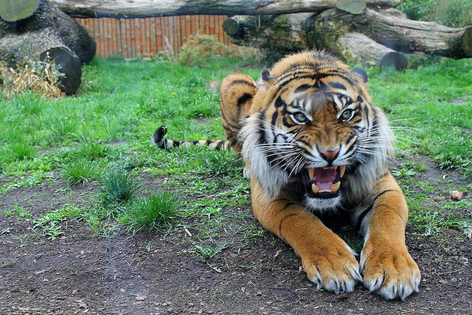 Panthera tigris sumatrae