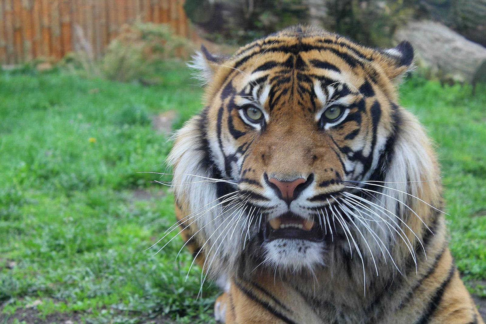 Panthera tigris sumatrae