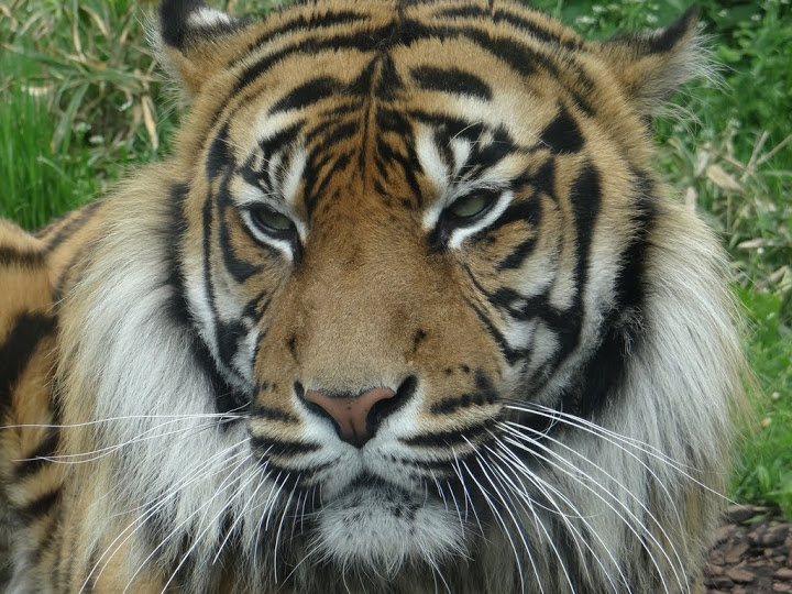 Panthera tigris sumatrae