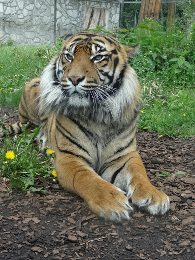 Panthera tigris sumatrae