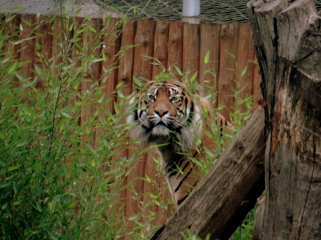 Panthera tigris sumatrae