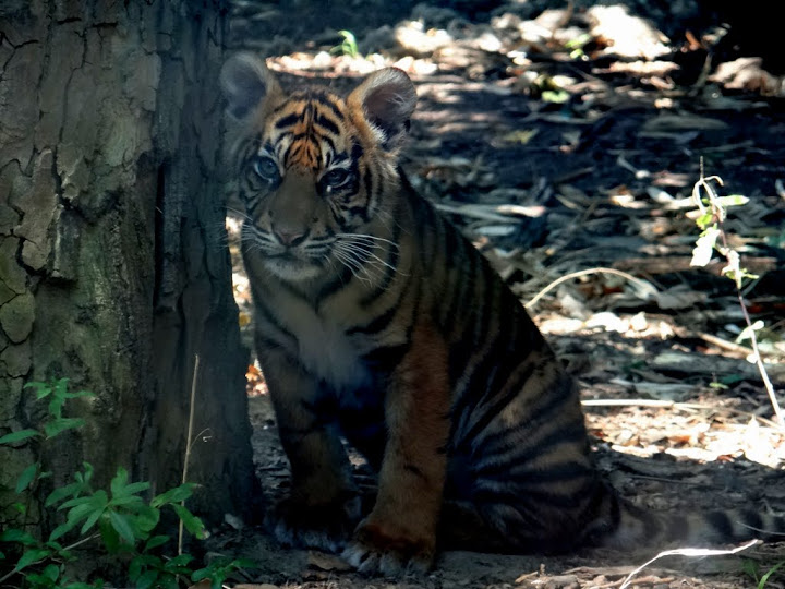Panthera tigris sumatrae  -