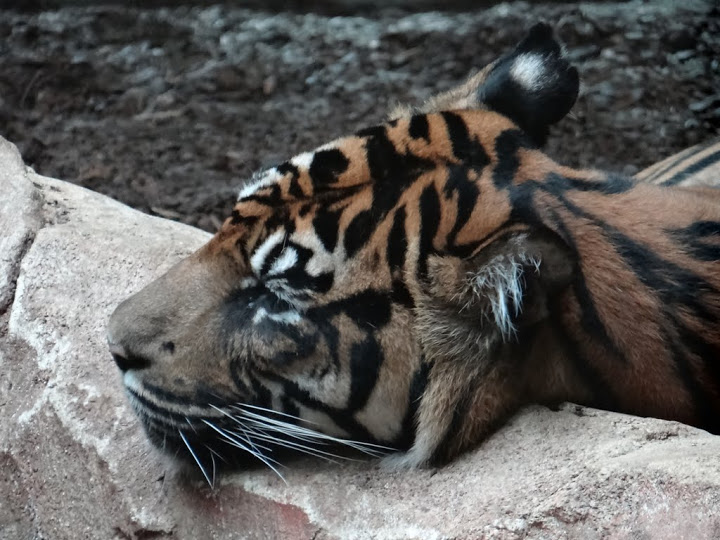Panthera tigris sumatrae
