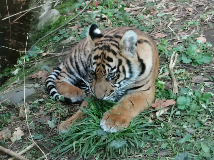 Panthera tigris sumatrae