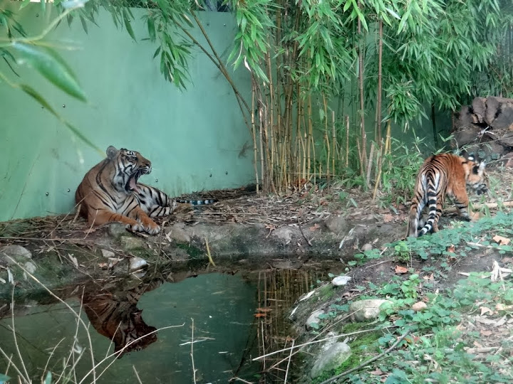 Panthera tigris sumatrae