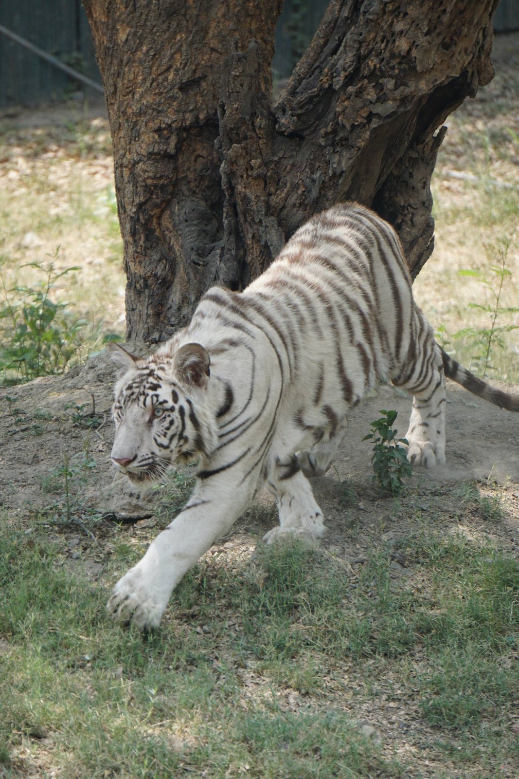 Panthera tigris tigris