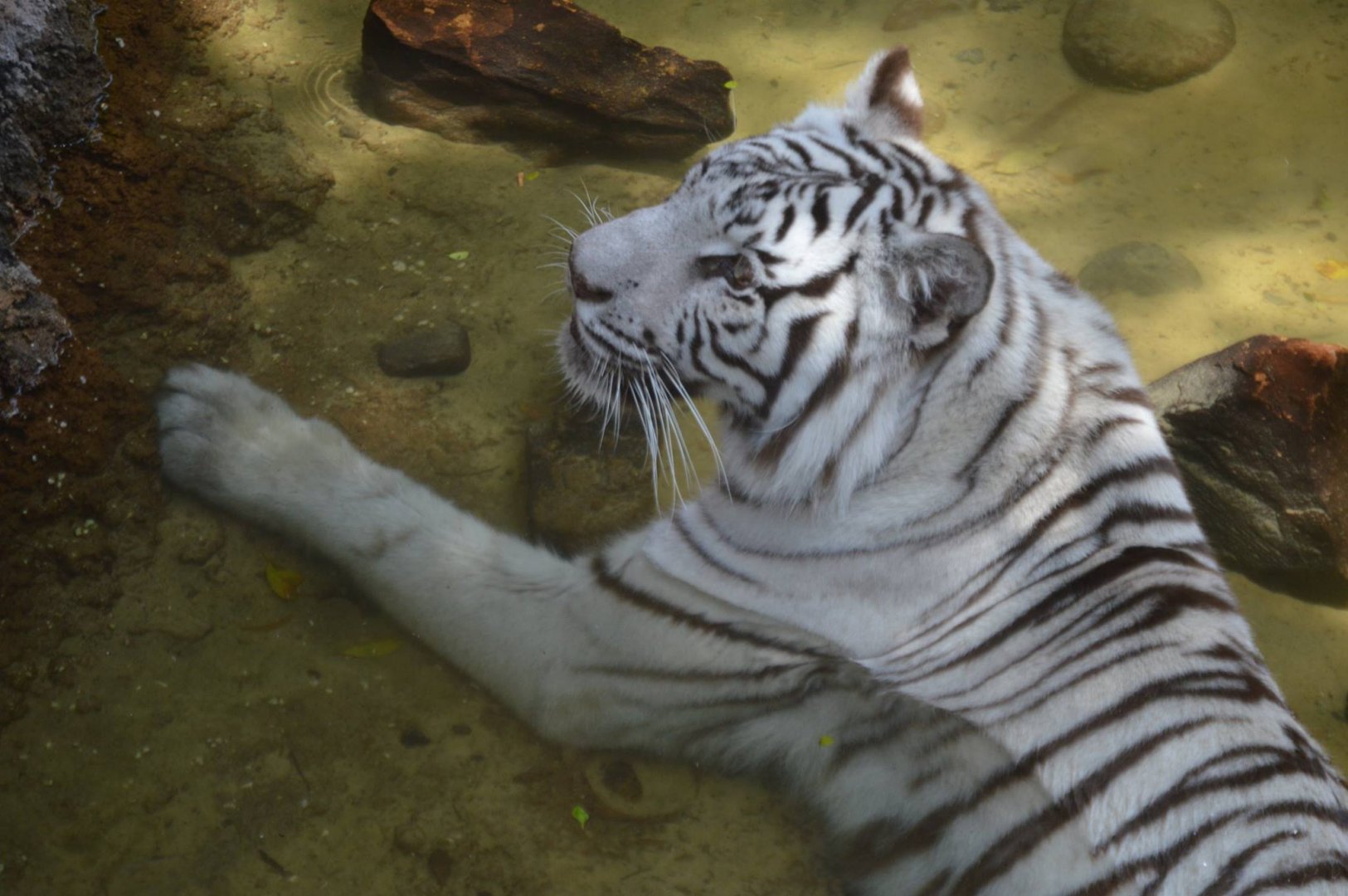 Panthera tigris tigris