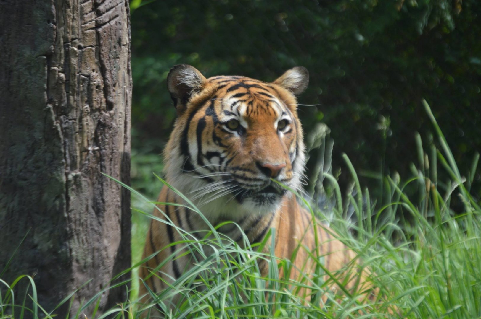 Panthera tigris tigris