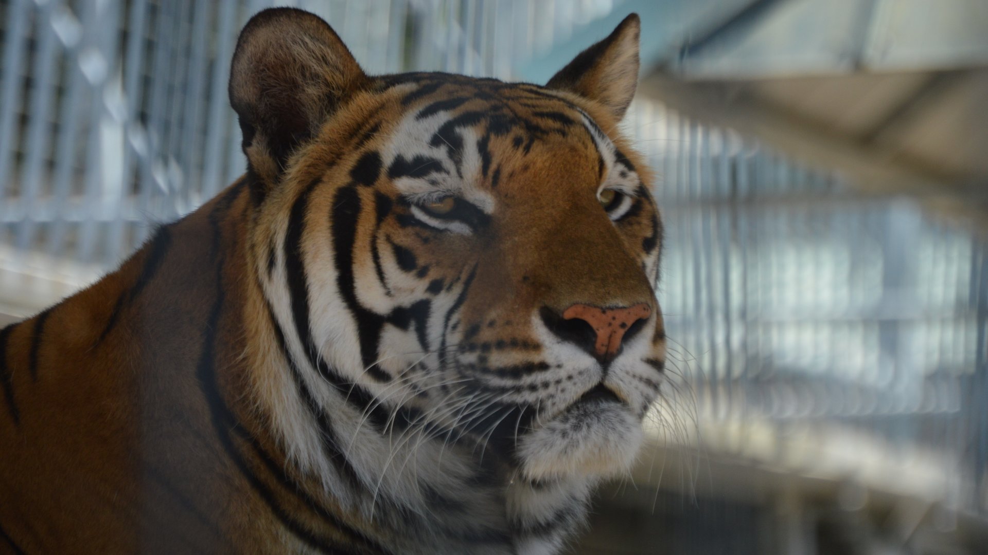 Panthera tigris "tigris"