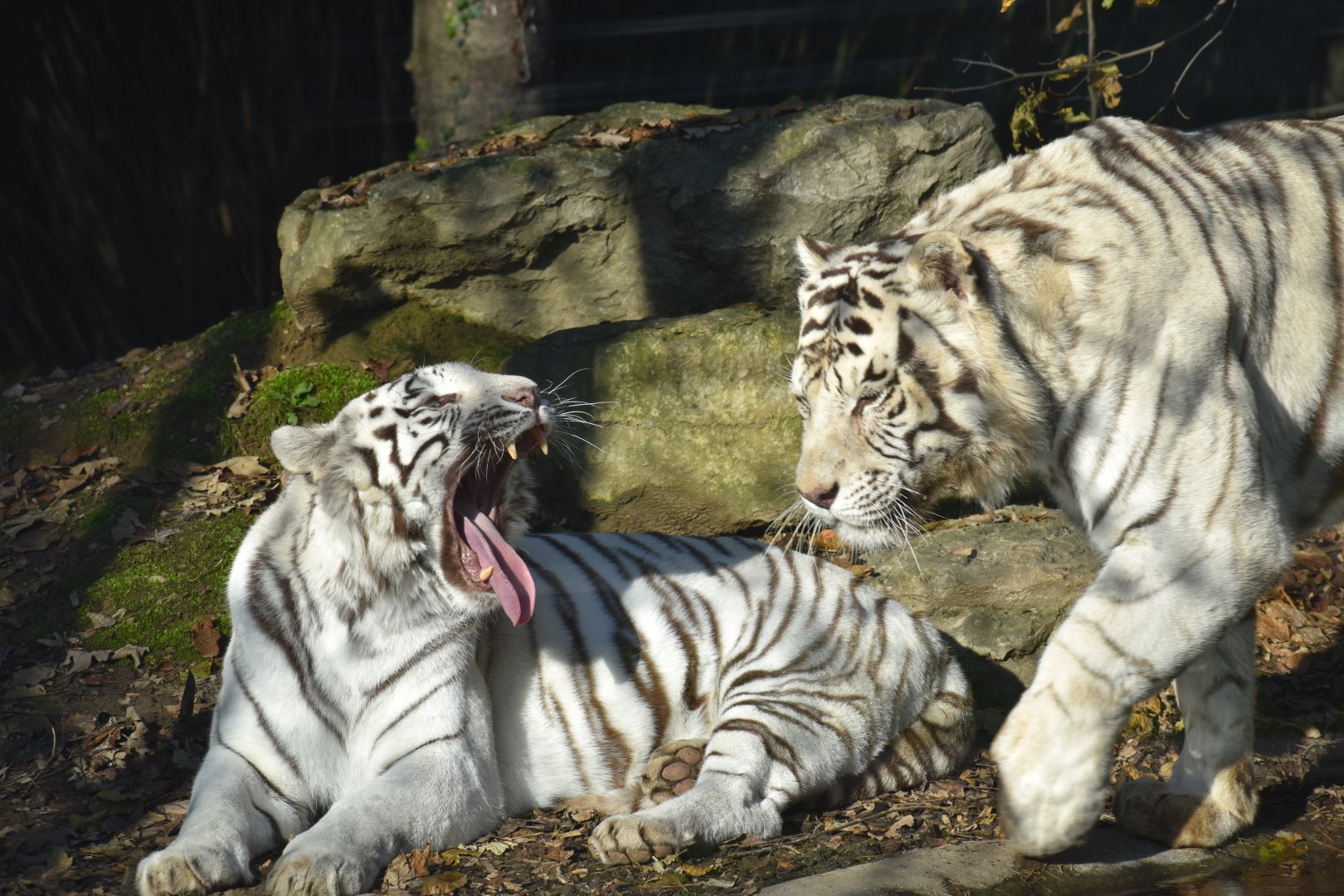 Panthera tigris - White Tiger