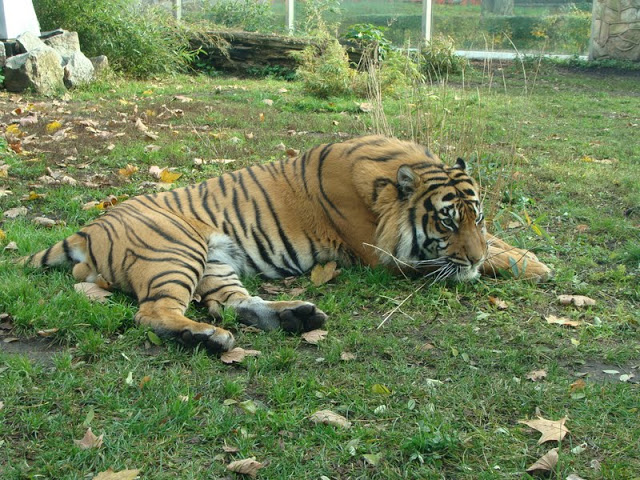 Panthera tigris