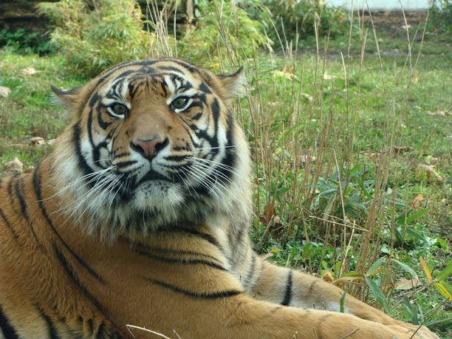 Panthera tigris