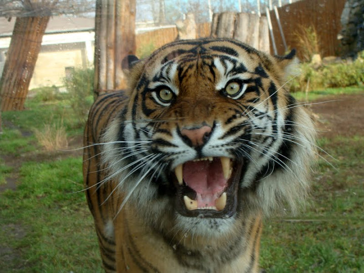 Panthera tigris