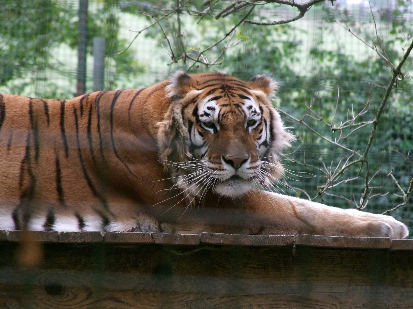 Panthera tigris
