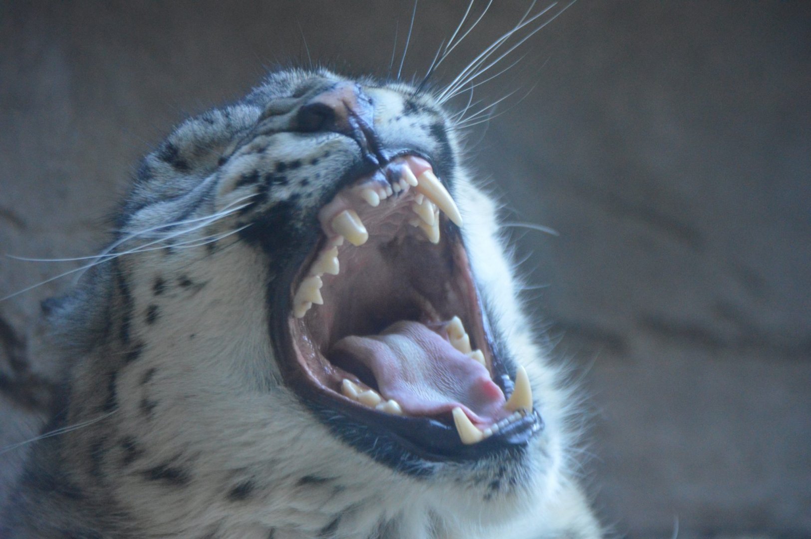 Panthera uncia mid-yawn