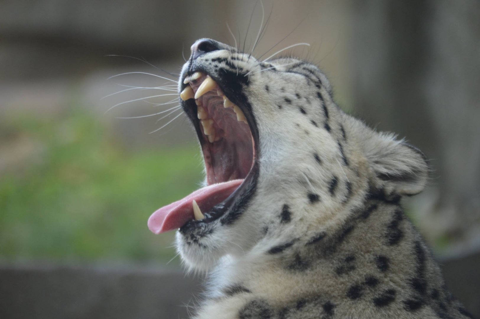 Panthera uncia yawning