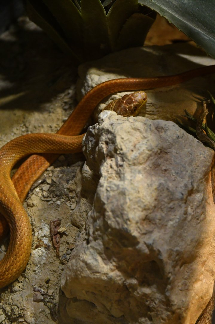 Pantherophis alleghaniensis