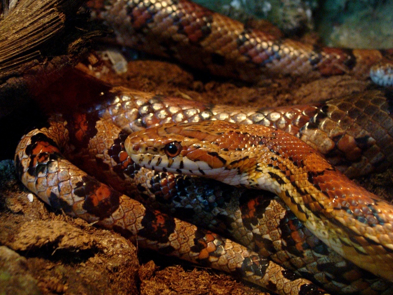 Pantherophis guttatus