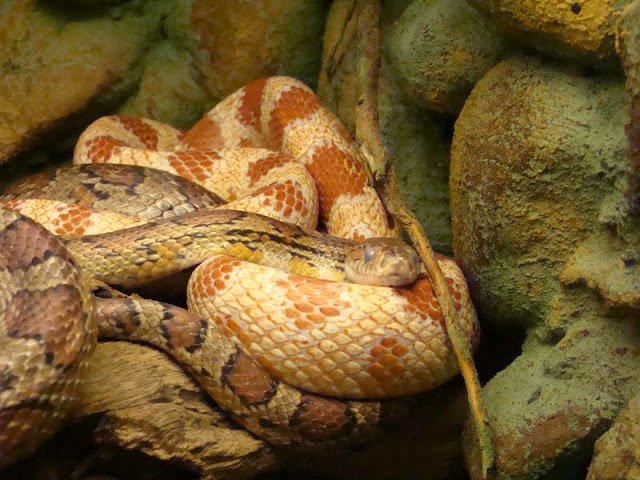 Pantherophis guttatus