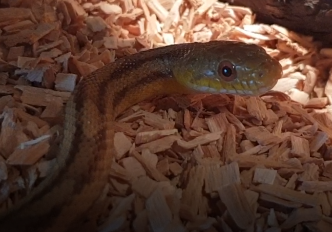 Pantherophis obselata quadrivitatta