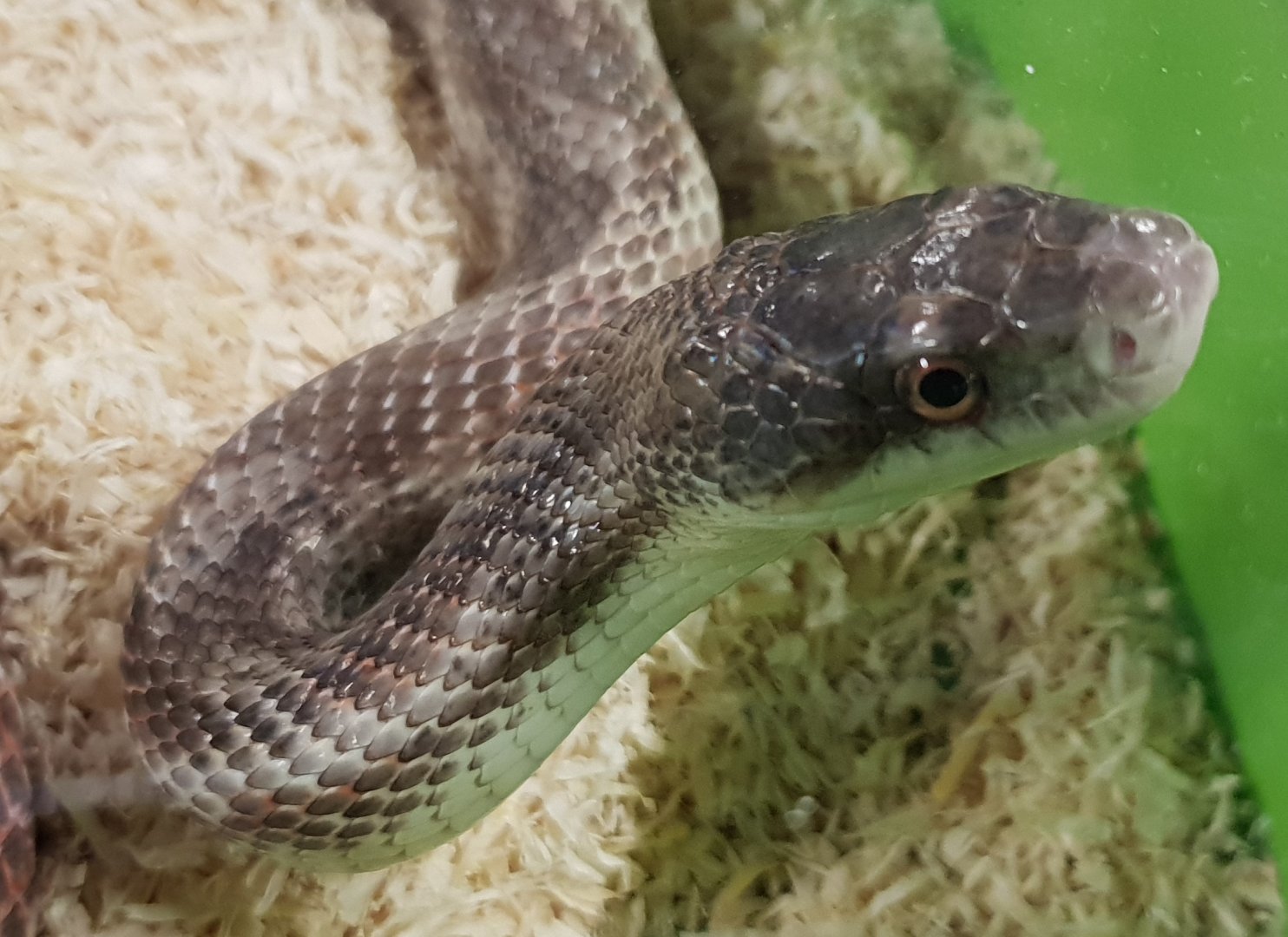 Pantherophis obseleta rusty