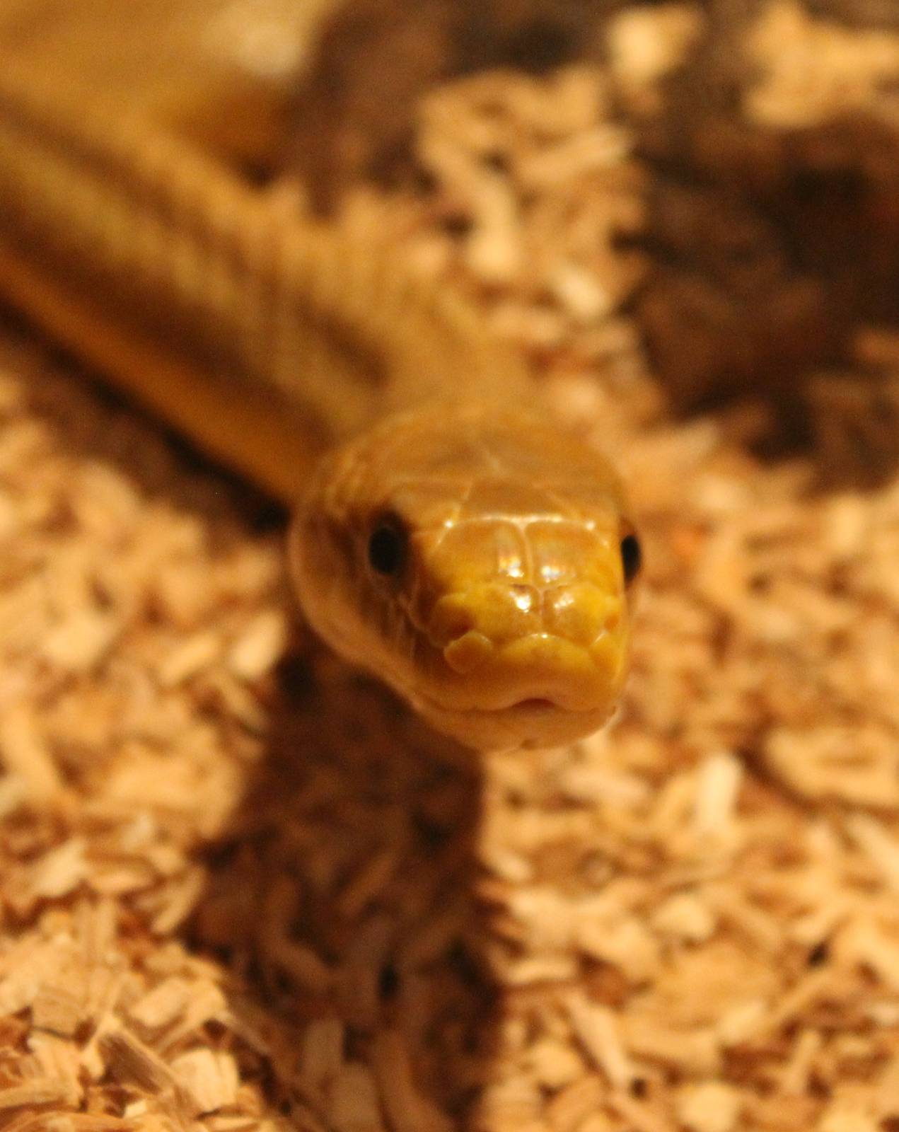 Pantherophis obsoleta quadrivittata - adult