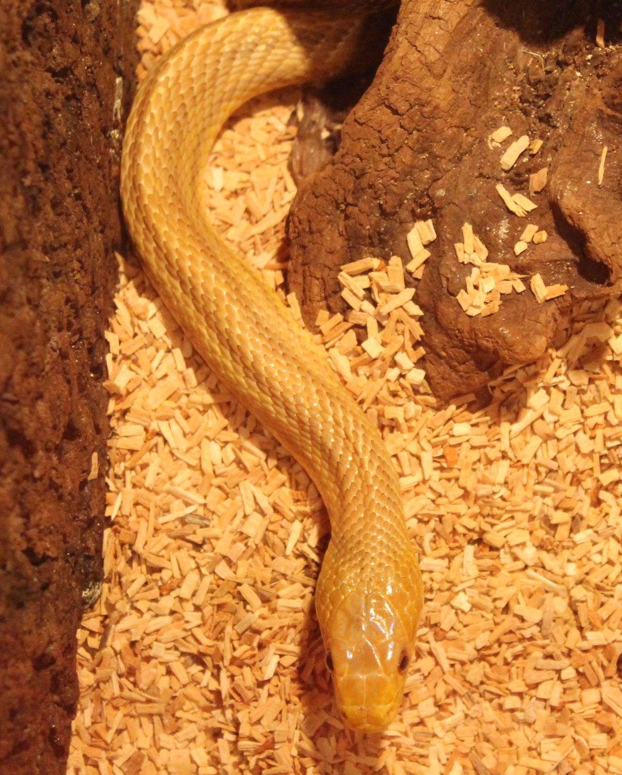 Pantherophis obsoleta quadrivittata - adult