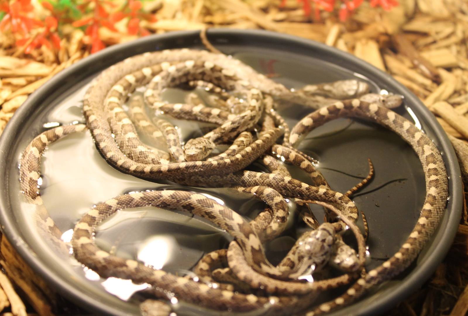 Pantherophis obsoleta quadrivittata - young