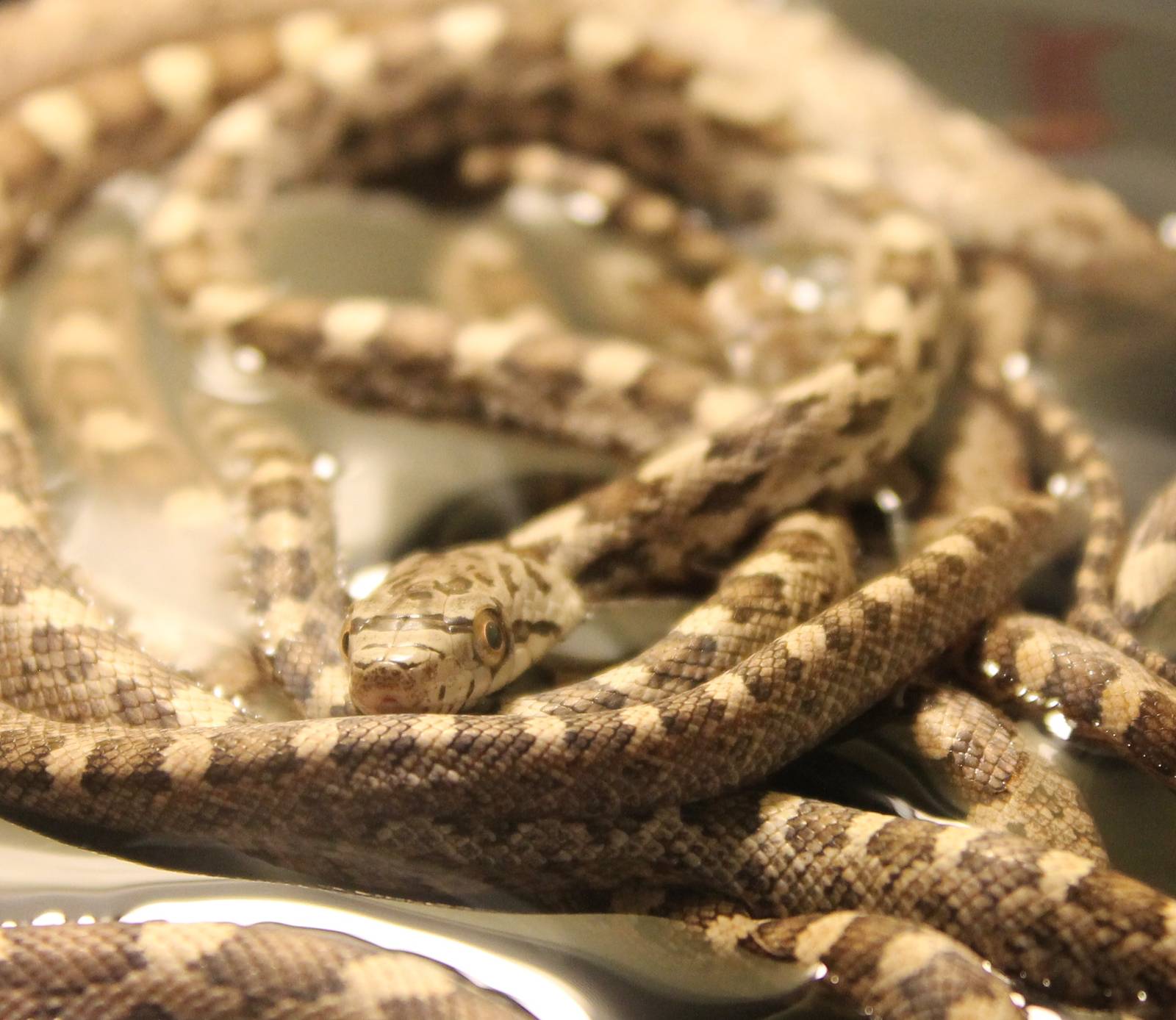 Pantherophis obsoleta quadrivittata - young