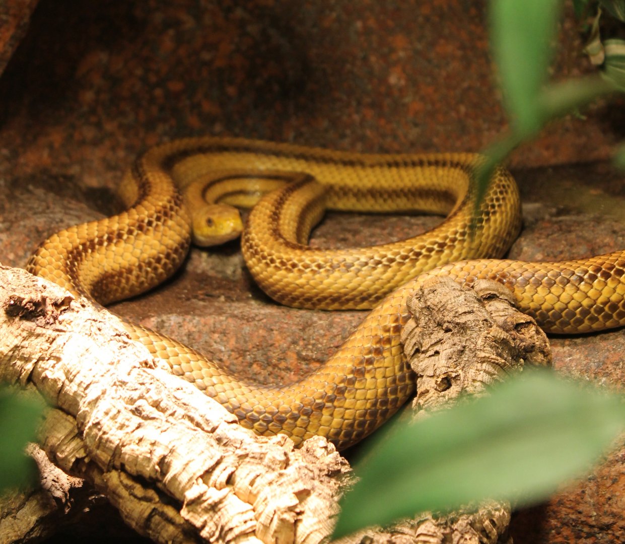Pantherophis obsoleta