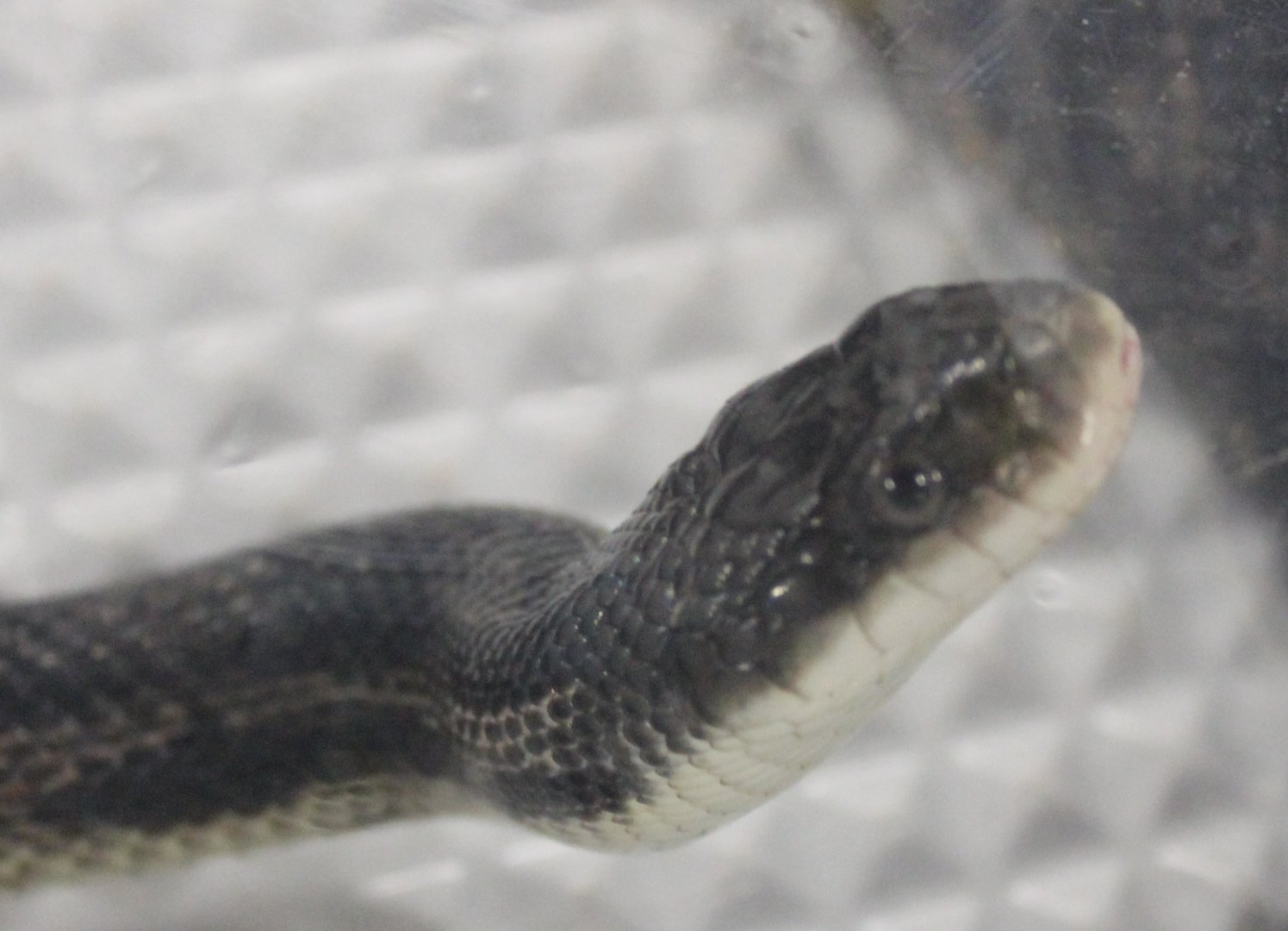 Pantherophis obsoleta