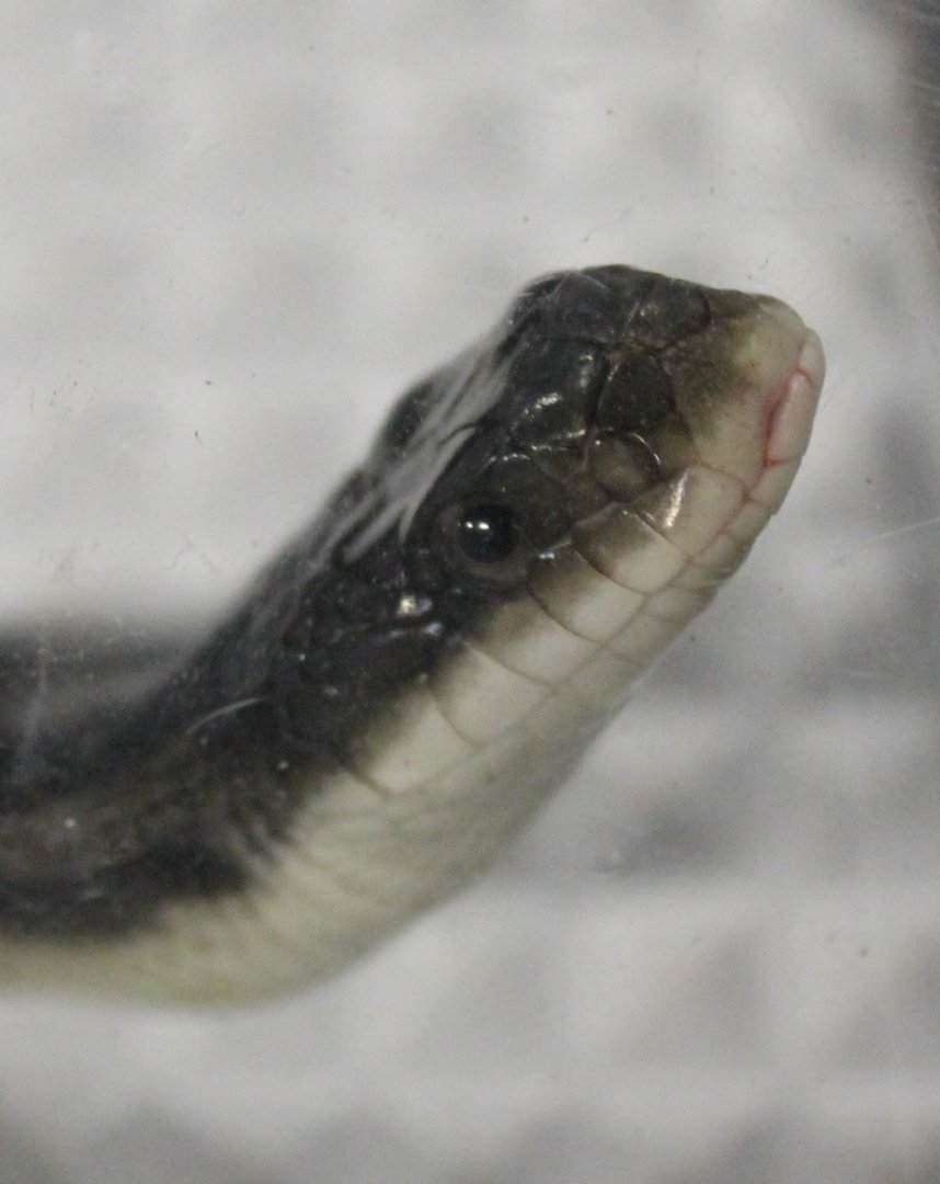 Pantherophis obsoleta