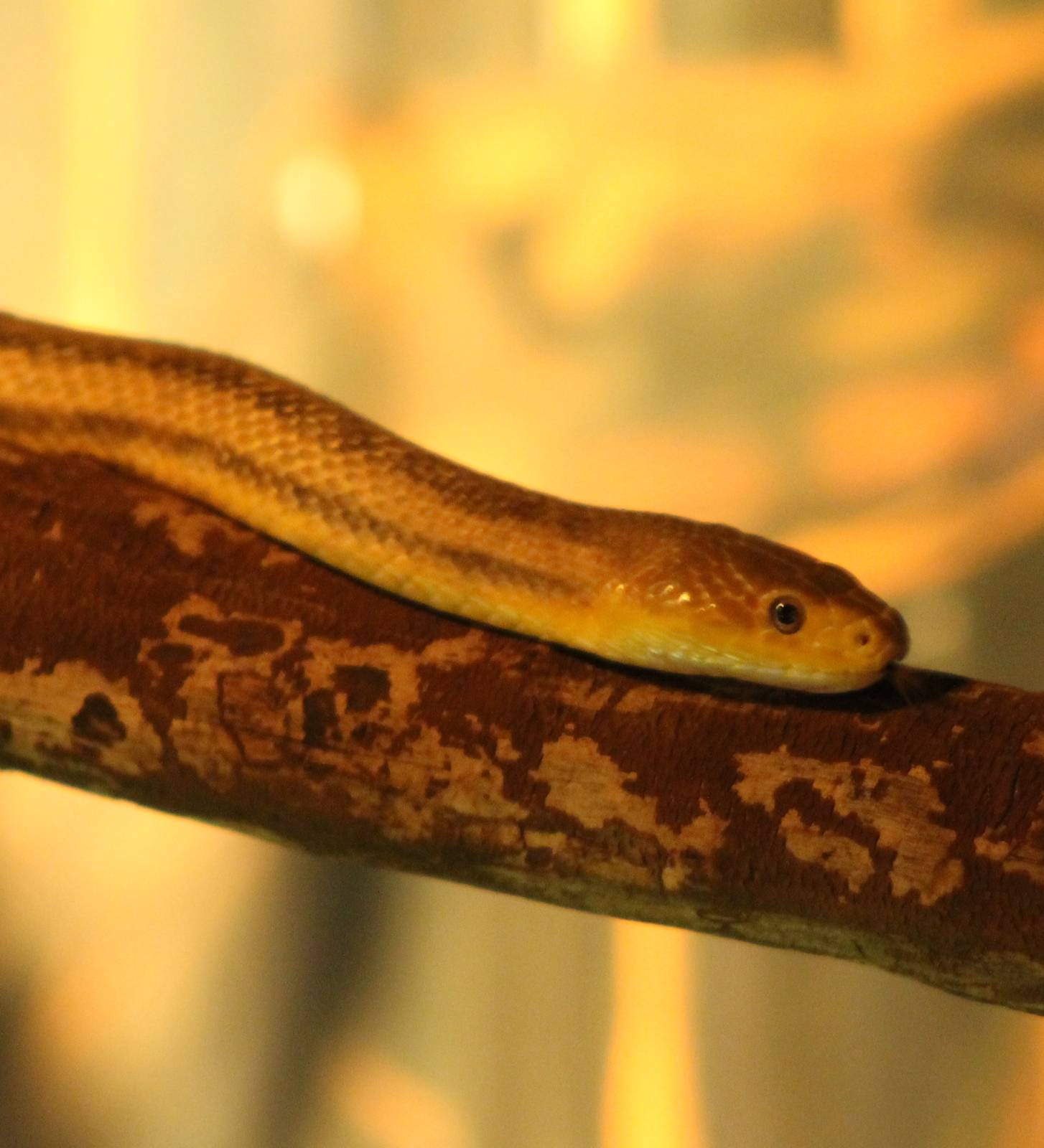 Pantherophis obsoletus