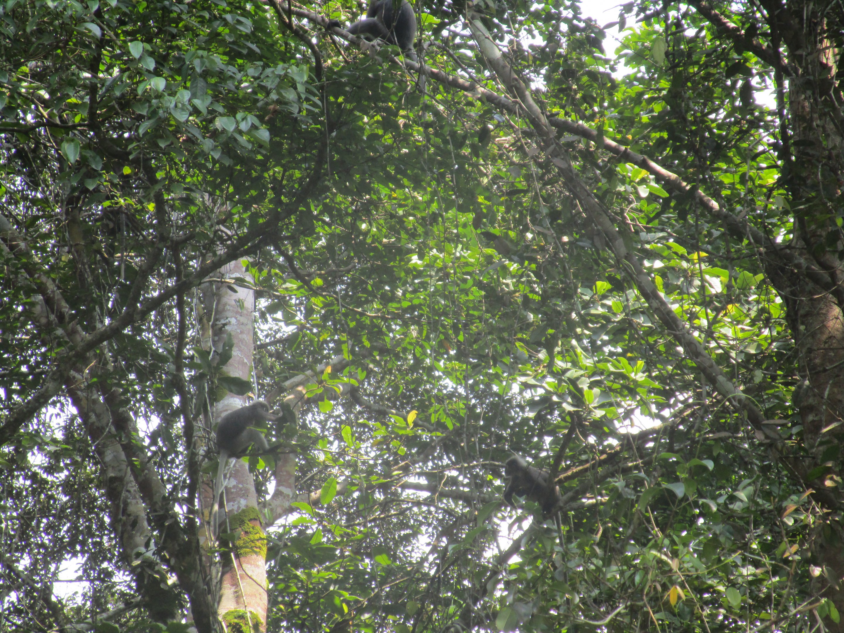 Panti Forest Monkeys