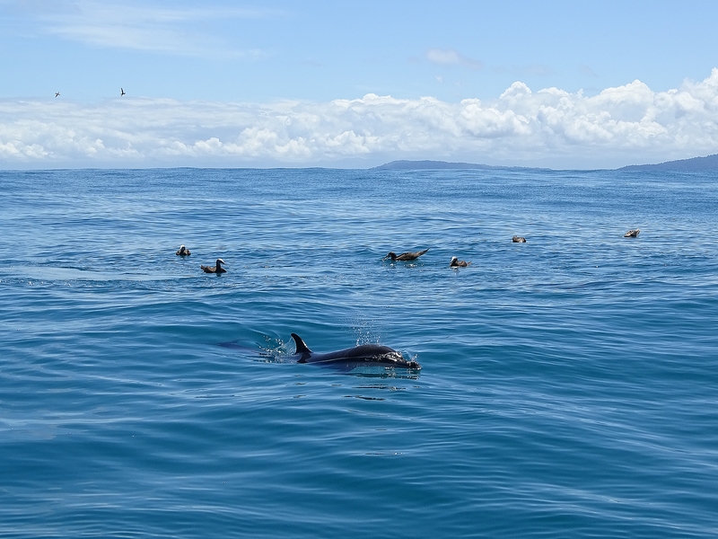 Pantropical spotted dolphin and brown boobies