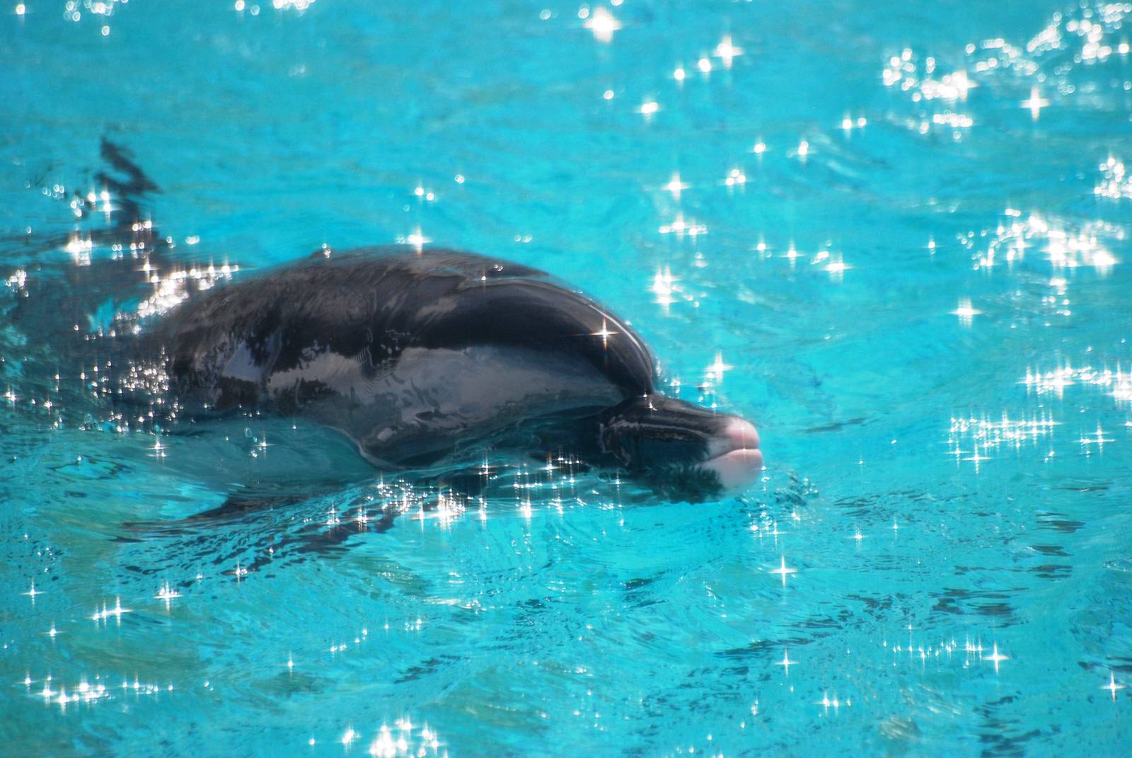 Pantropical Spotted Dolphin at Mote, 07/10/13