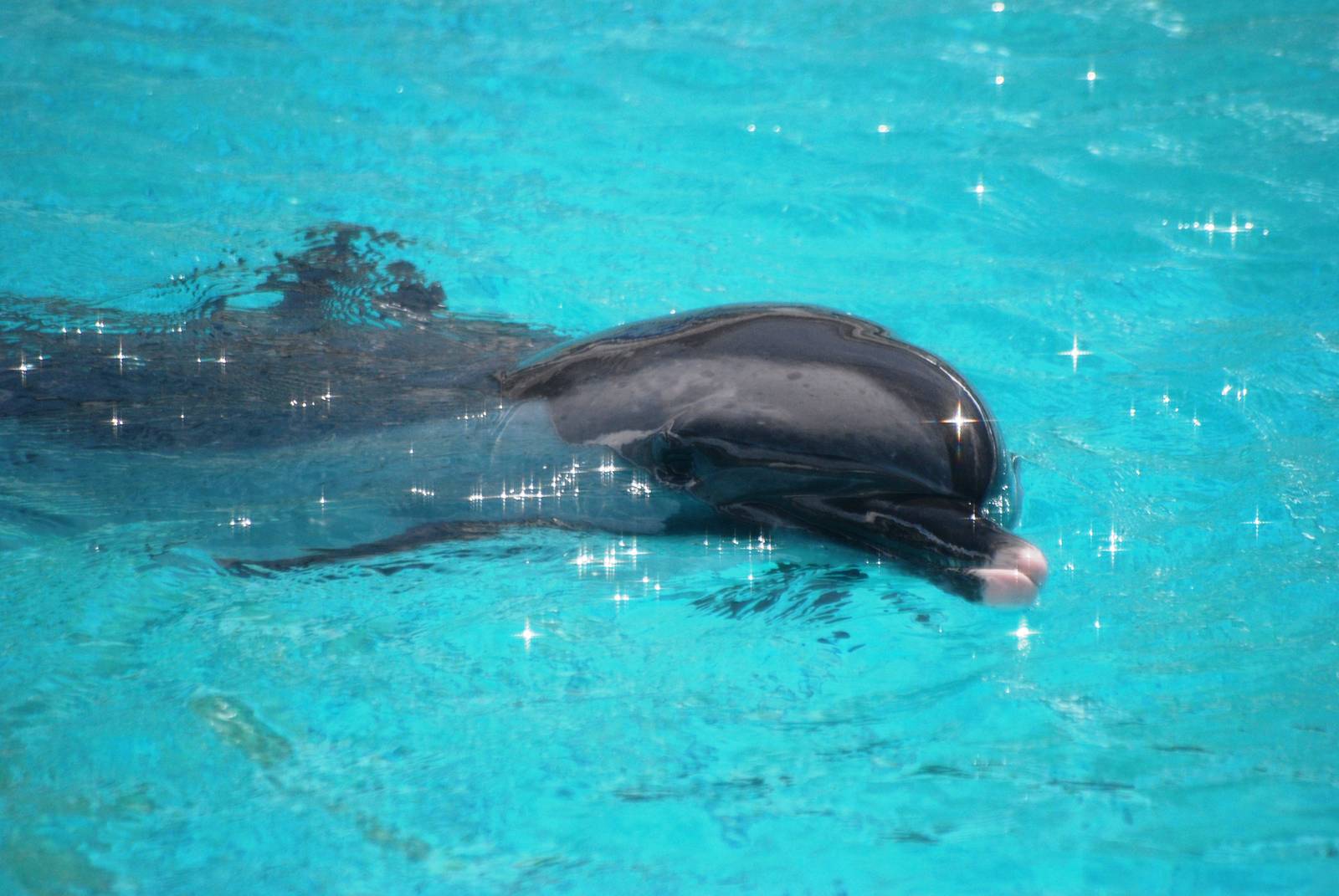 Pantropical Spotted Dolphin at Mote, 07/10/13