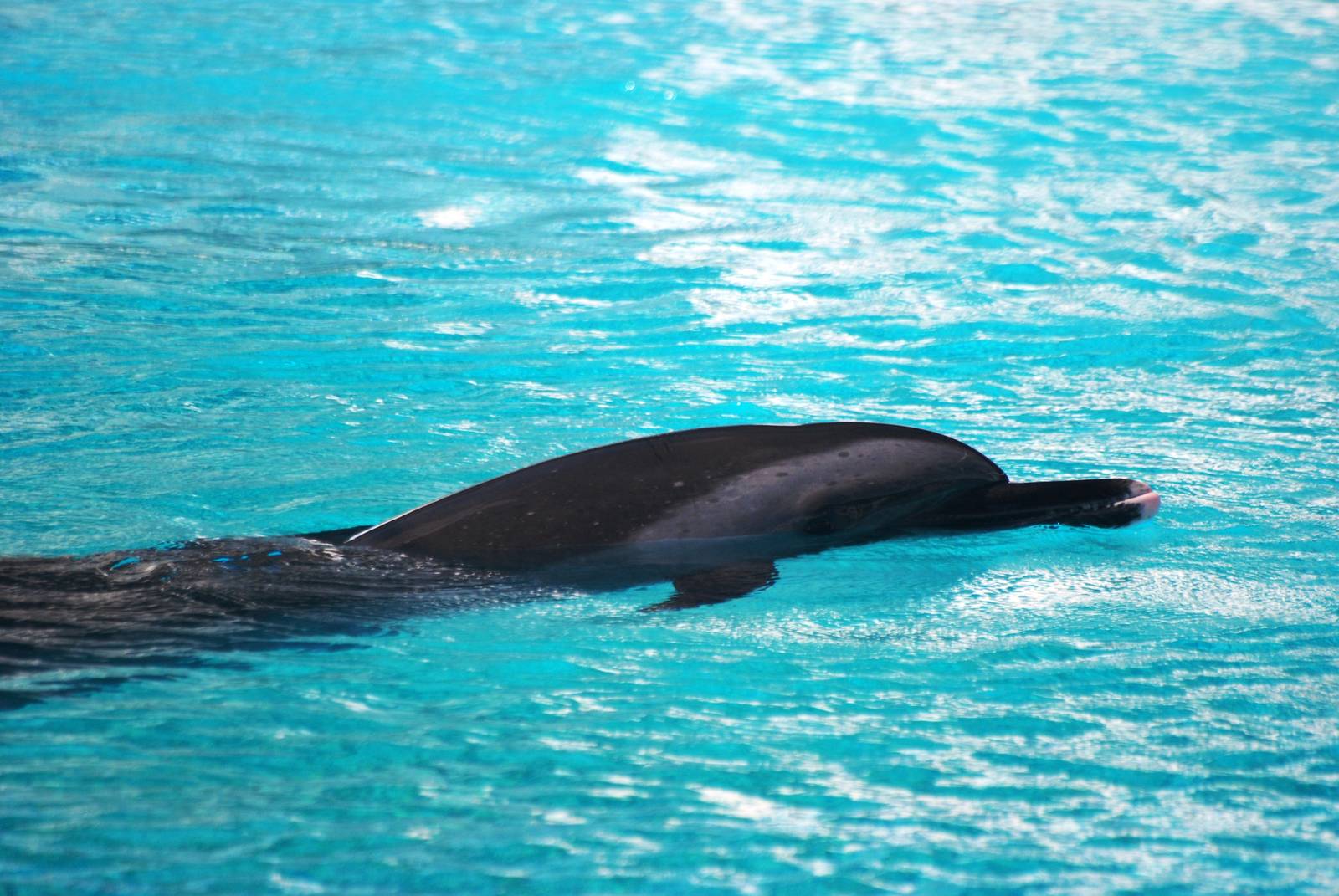 Pantropical Spotted Dolphin at Mote, 07/10/13