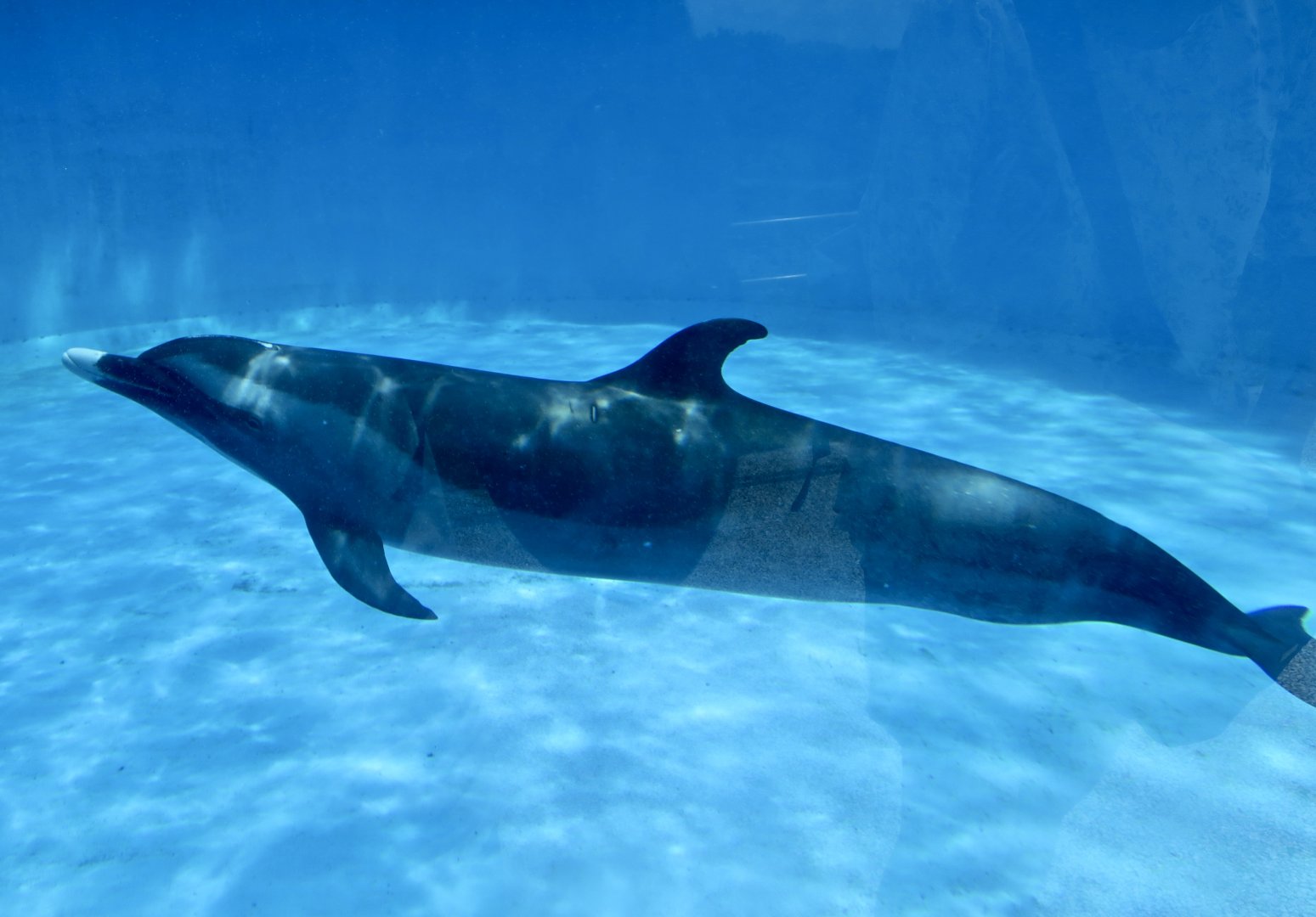 Pantropical Spotted Dolphin (Stenella attenuata)