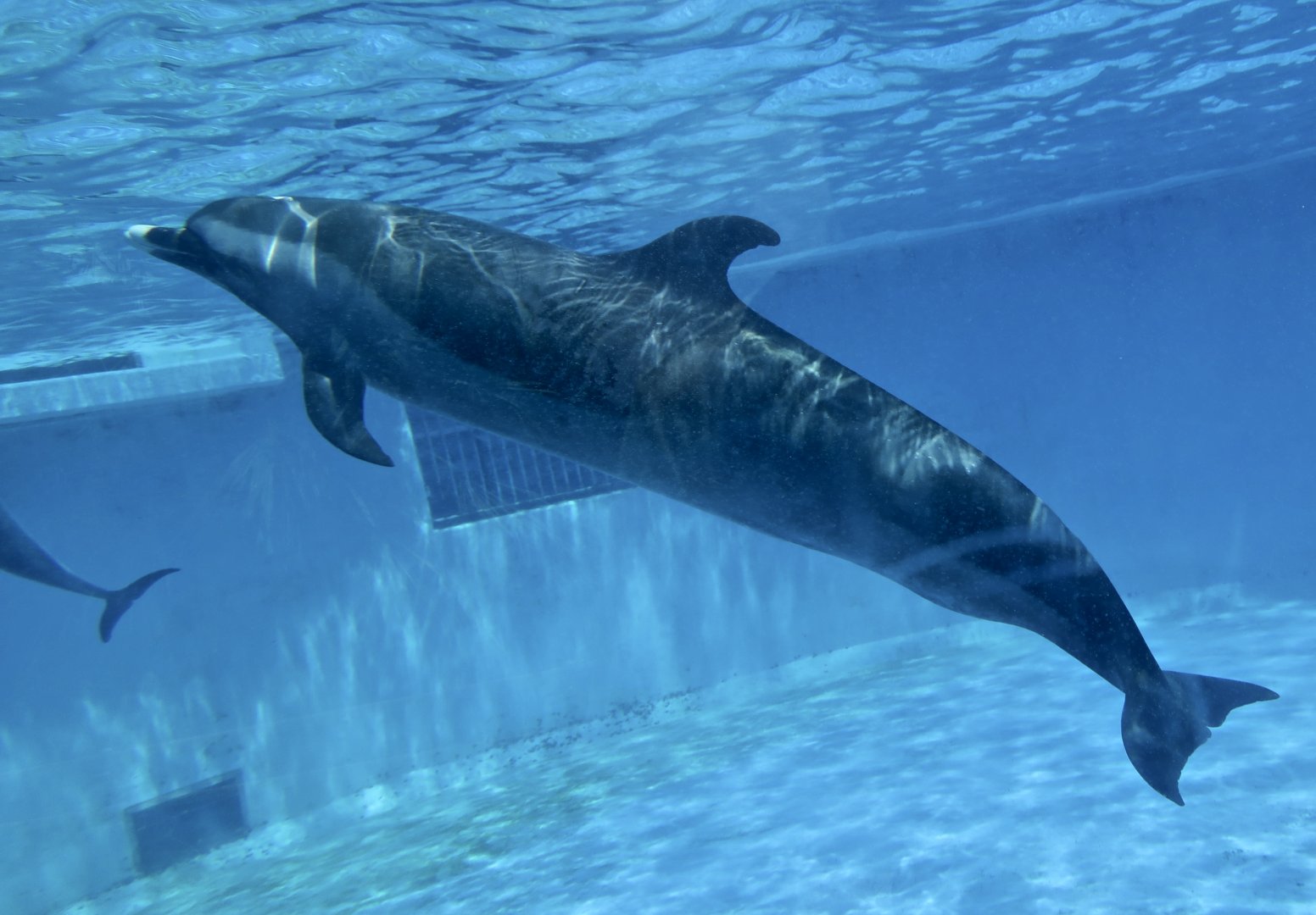 Pantropical Spotted Dolphin (Stenella attenuata)