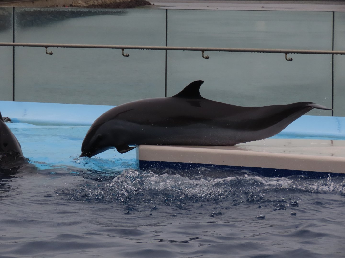 Pantropical spotted dolphin (Stenella attenuata)