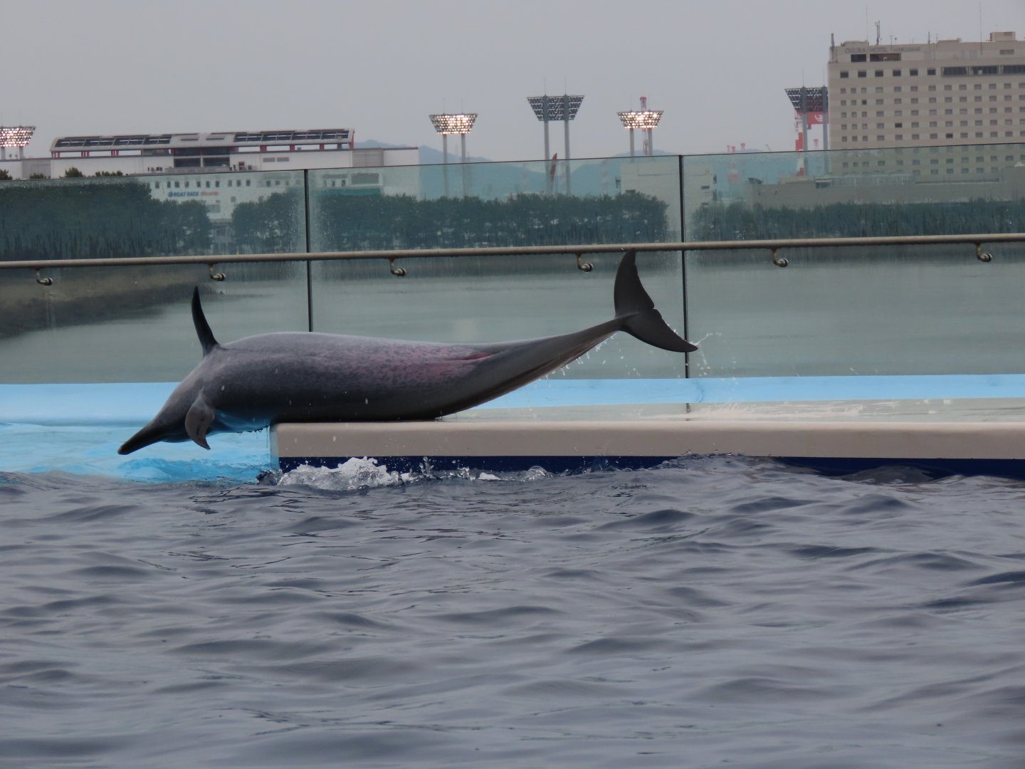 Pantropical spotted dolphin (Stenella attenuata)