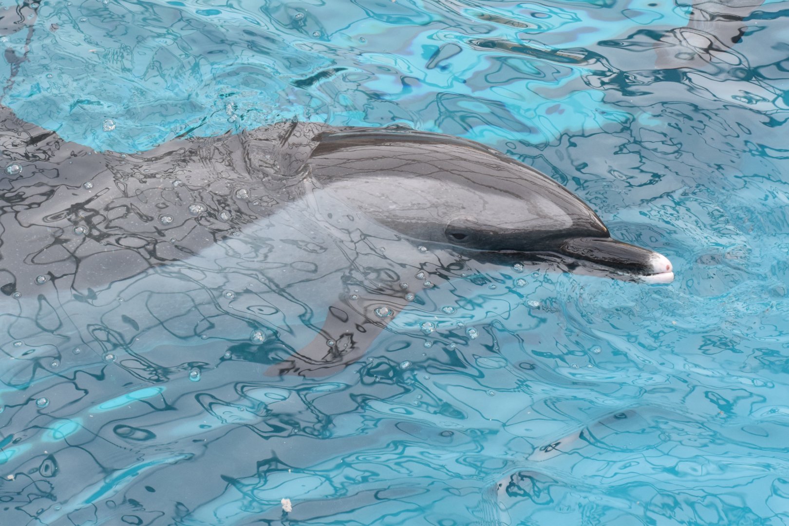 Pantropical spotted dolphin - Taiji Whale Museum