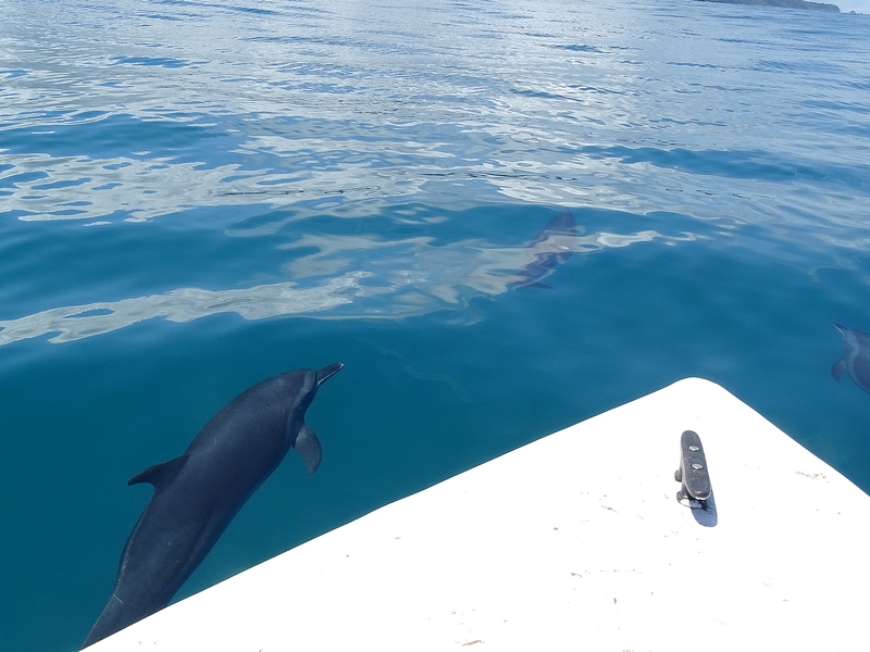 Pantropical Spotted Dolphin