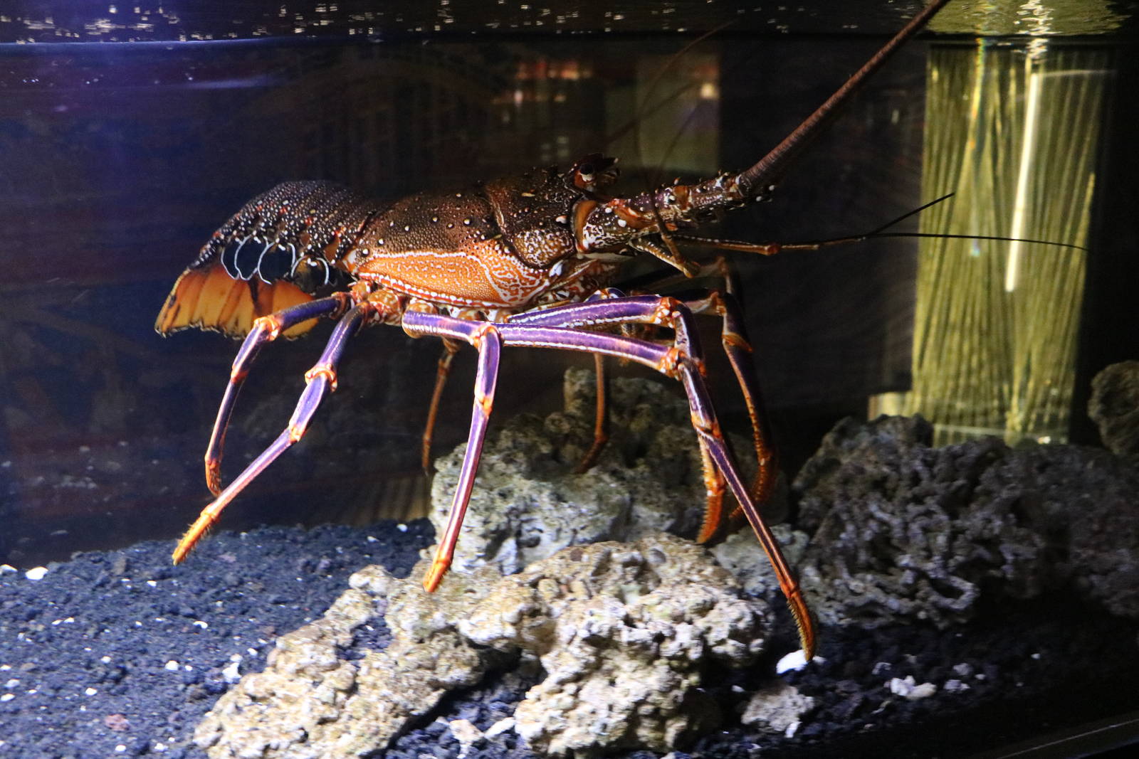 Panulirus brunneiflagellum - Sumida Aquarium, February 2016
