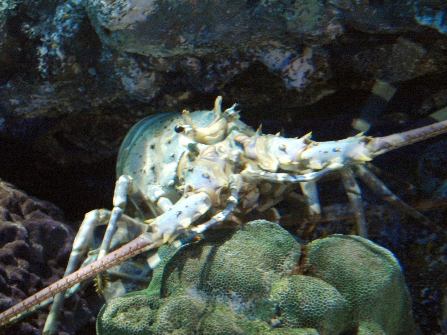 Panulirus japonicus