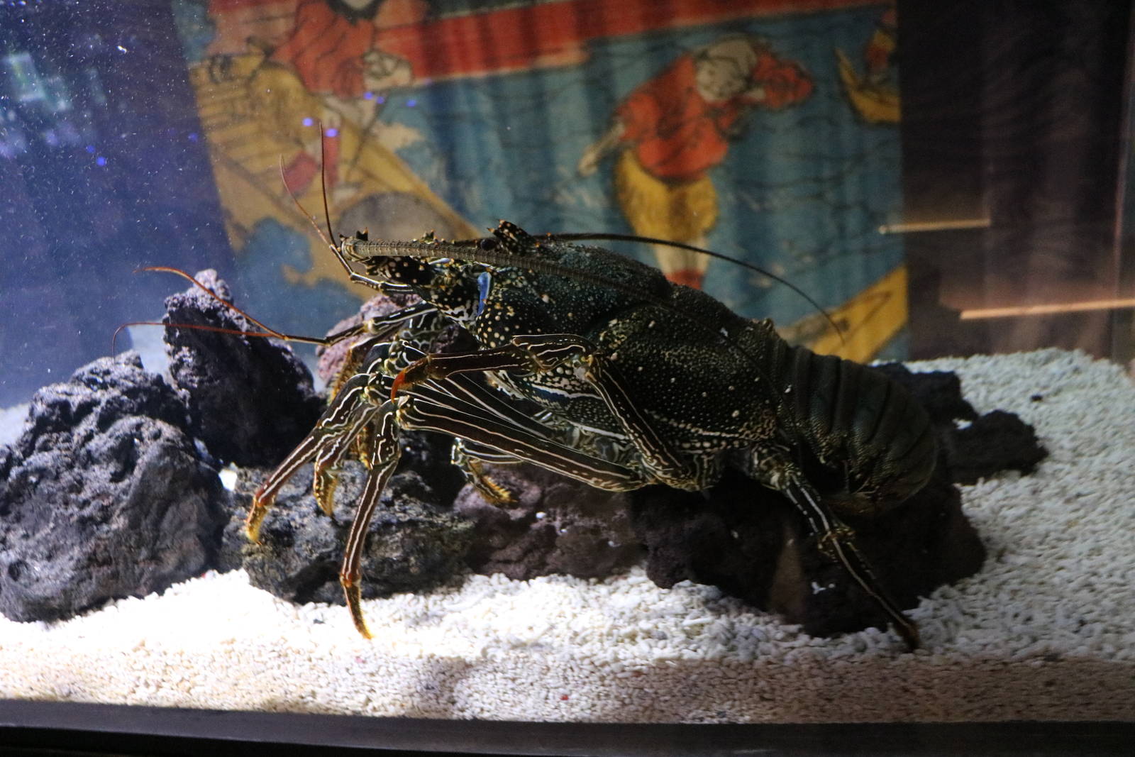 Panulirus penicillatus - Sumida Aquarium, February 2016