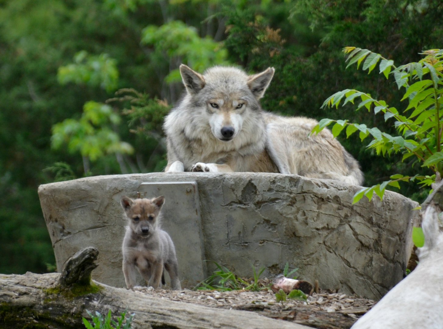 Papa Flint and one of his sons 5/21/17